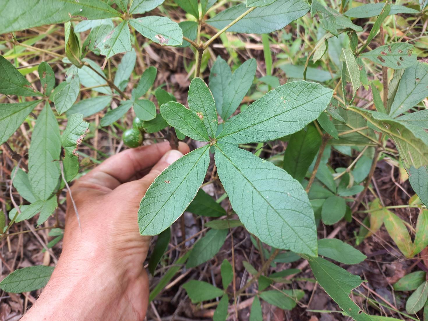 Vitex madiensis subsp. milanjiensis