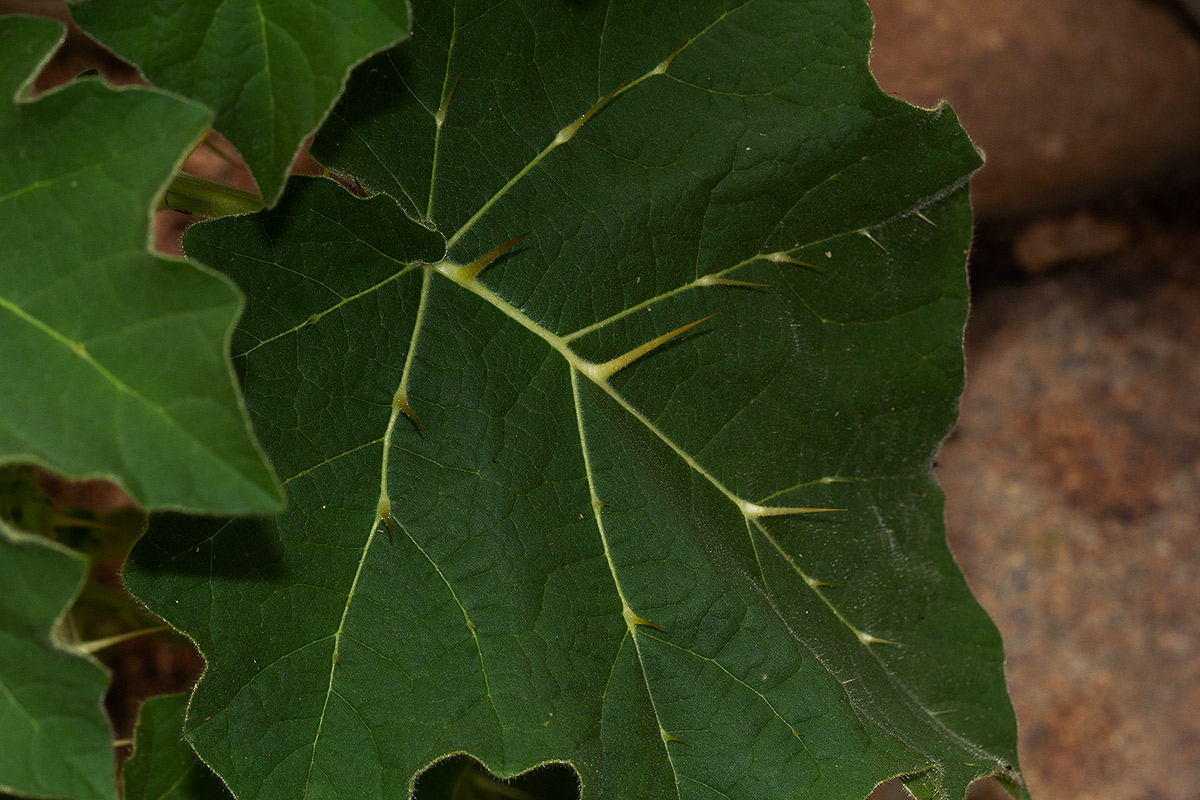 Solanum aculeatissimum