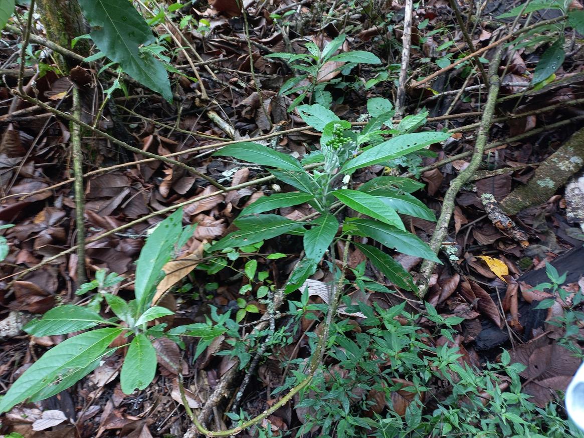 Solanum giganteum