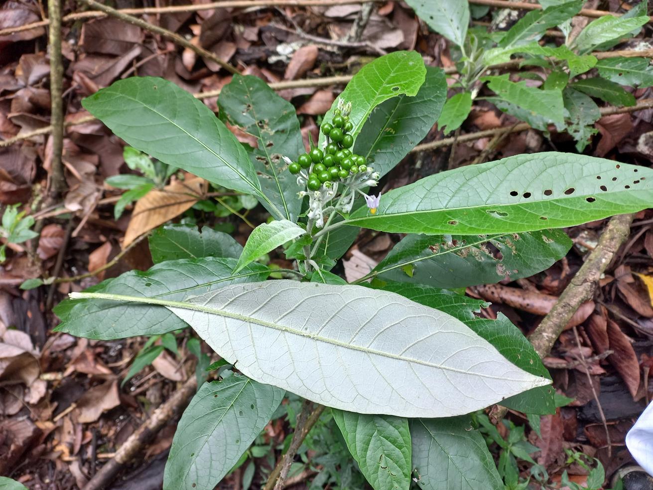 Solanum giganteum