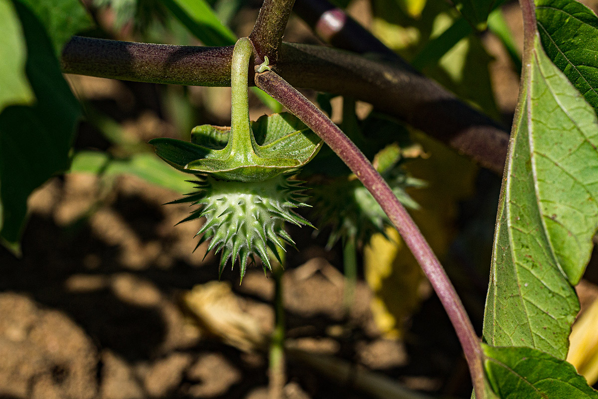 Datura inoxia