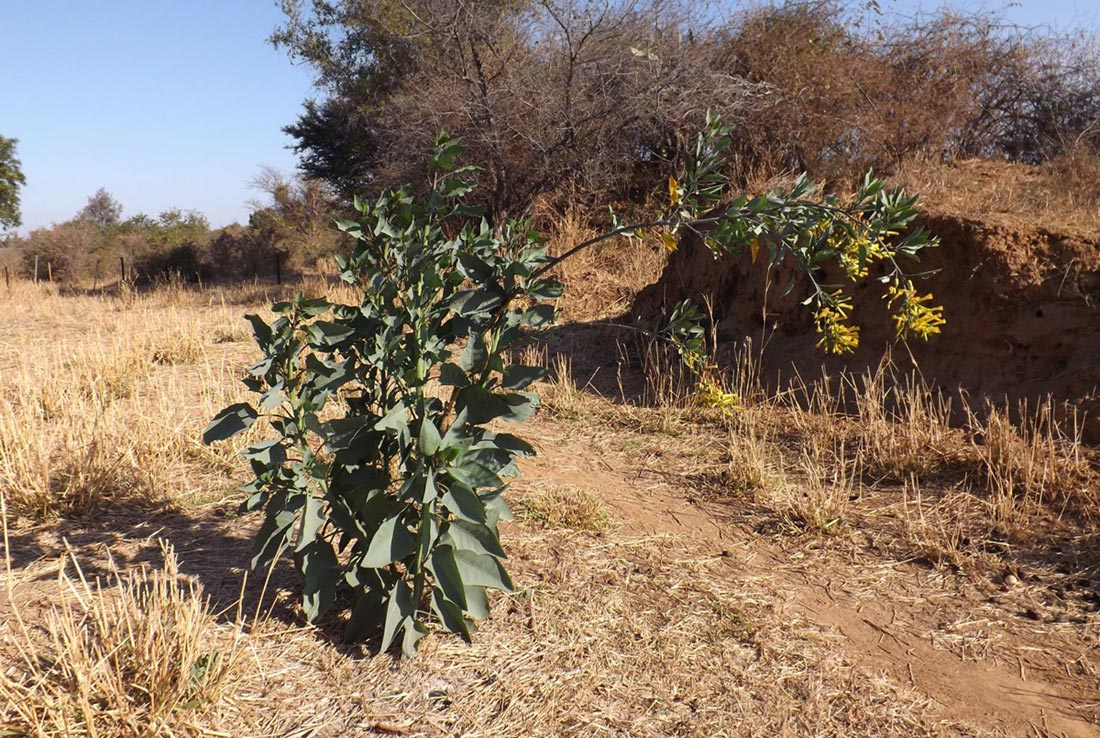 Nicotiana glauca