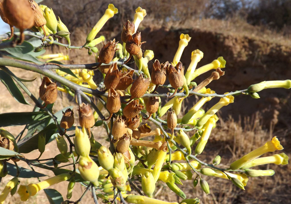 Nicotiana glauca