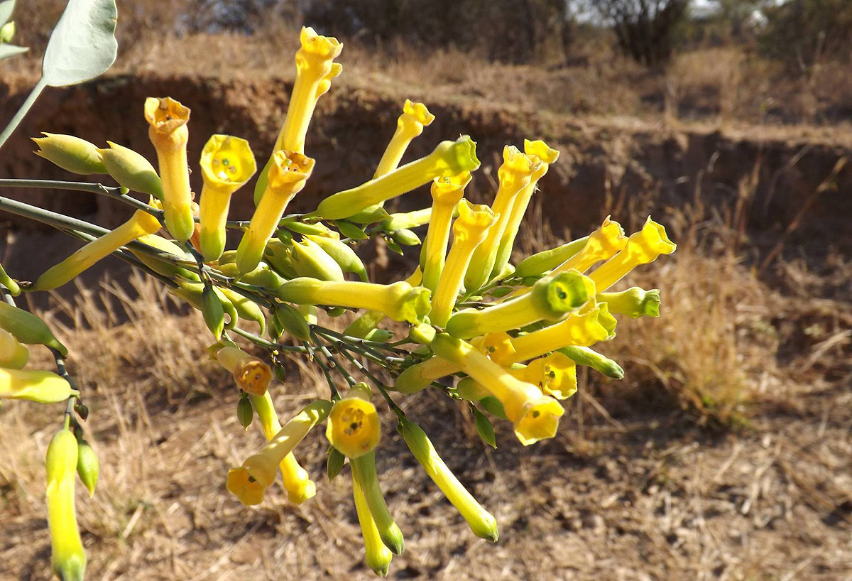 Nicotiana glauca