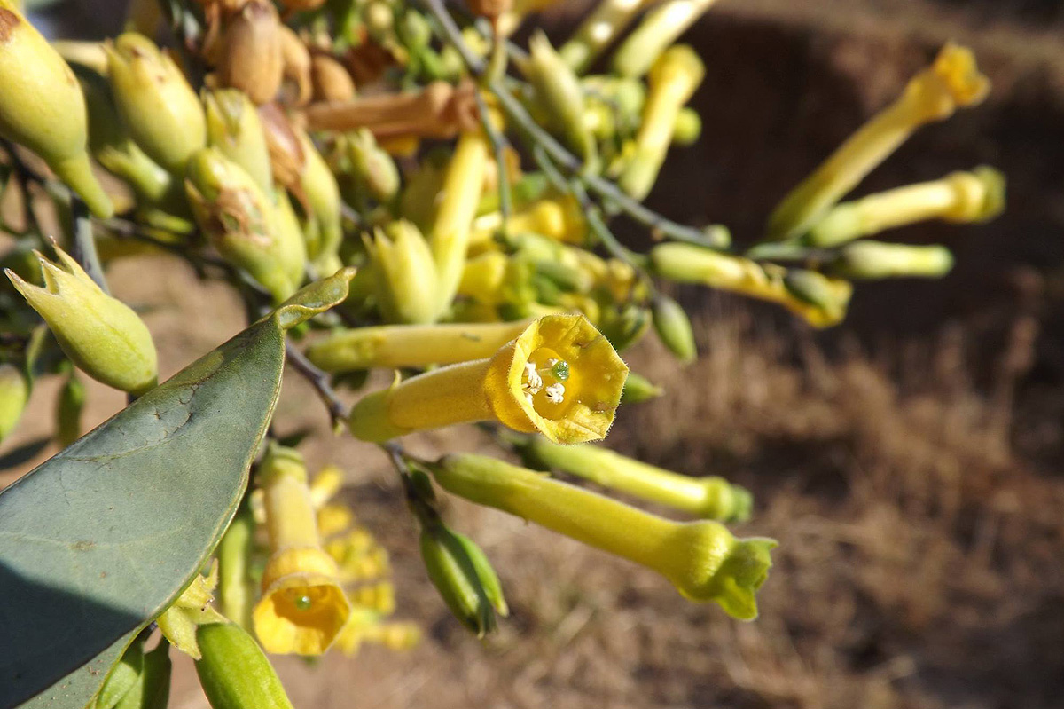 Nicotiana glauca