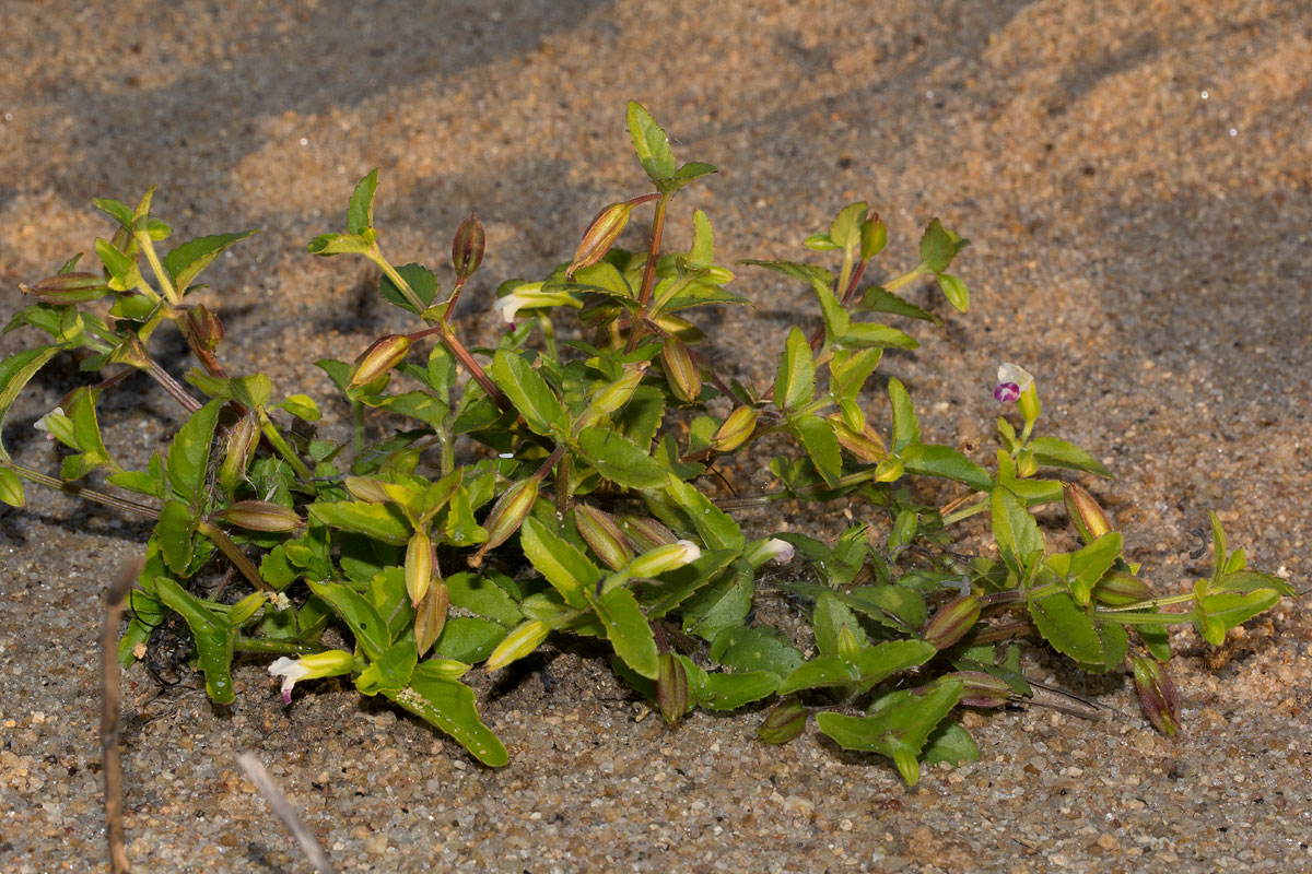 Torenia thouarsii