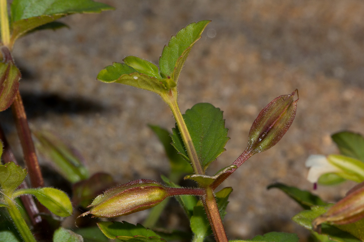 Torenia thouarsii