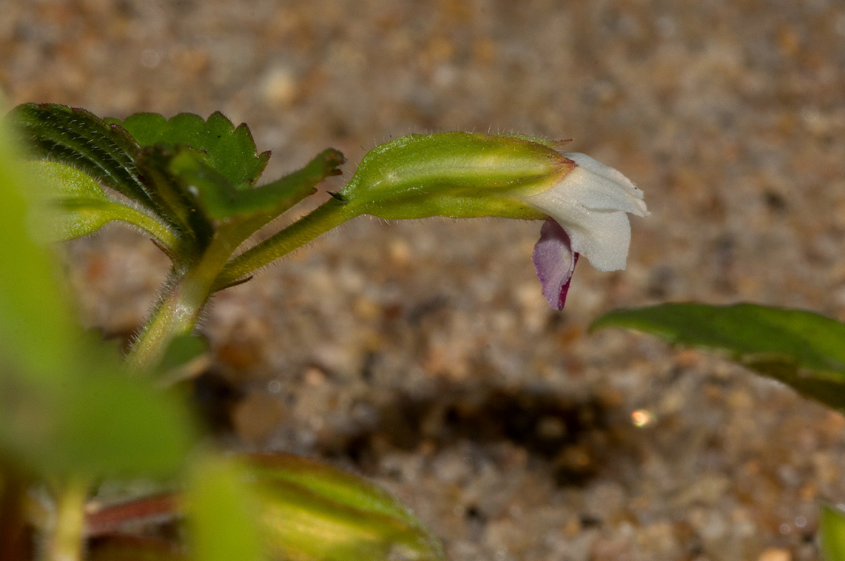 Torenia thouarsii