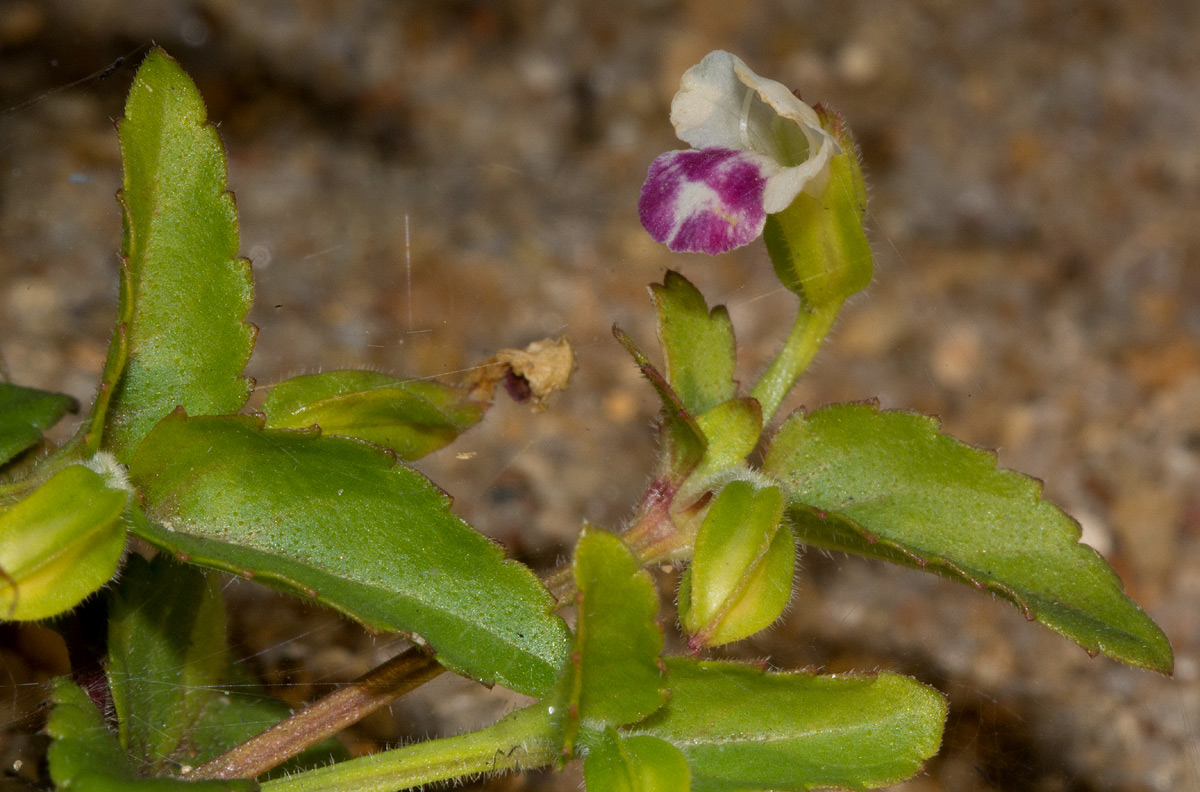 Torenia thouarsii