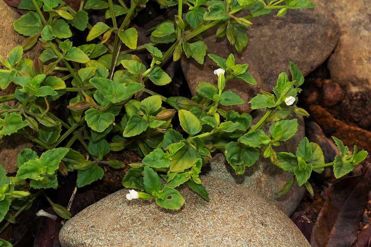 Torenia thouarsii