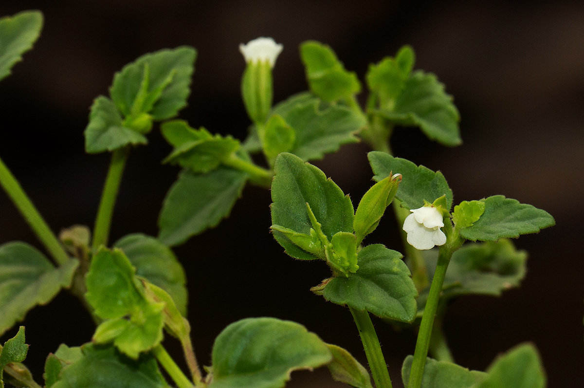 Torenia thouarsii