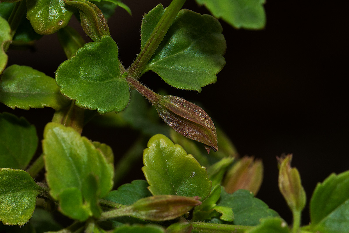 Torenia thouarsii