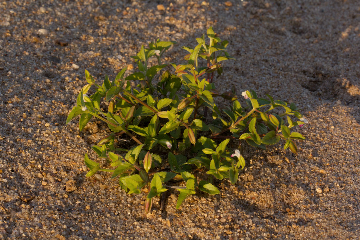 Torenia thouarsii