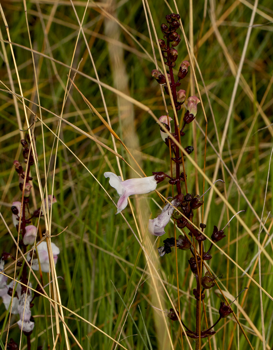 Gerardiina angolensis