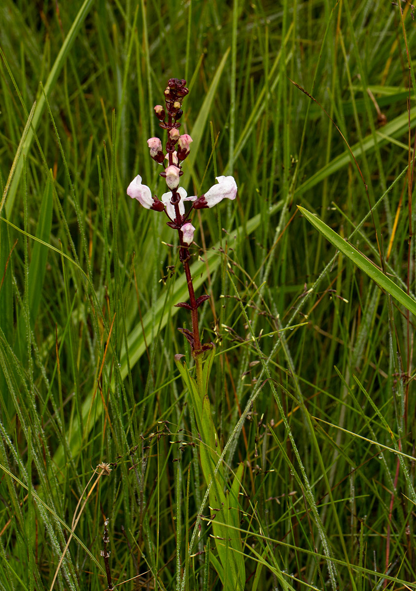 Gerardiina angolensis