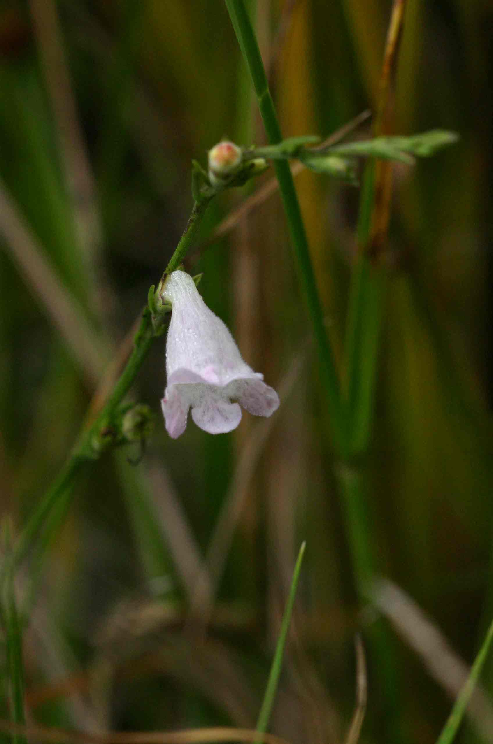 Micrargeria filiformis