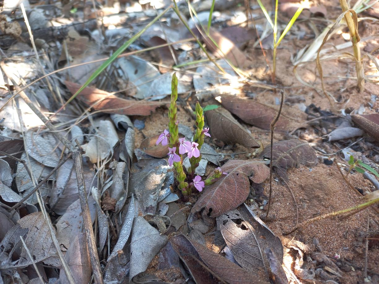 Striga gesnerioides