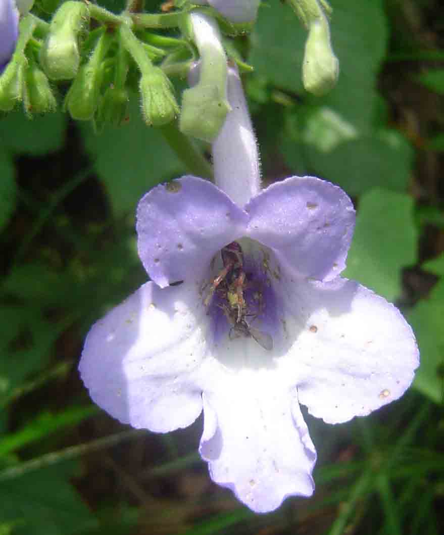 Streptocarpus eylesii subsp. eylesii