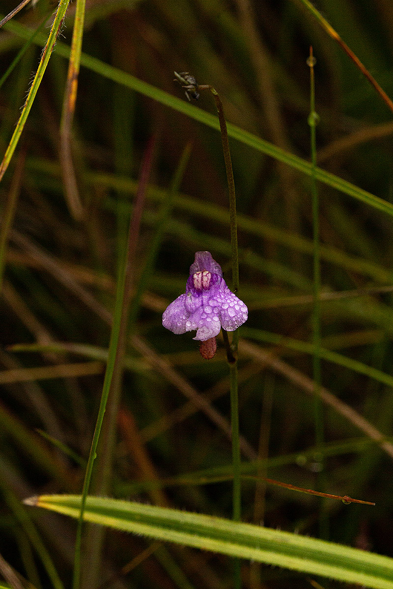 Genlisea hispidula