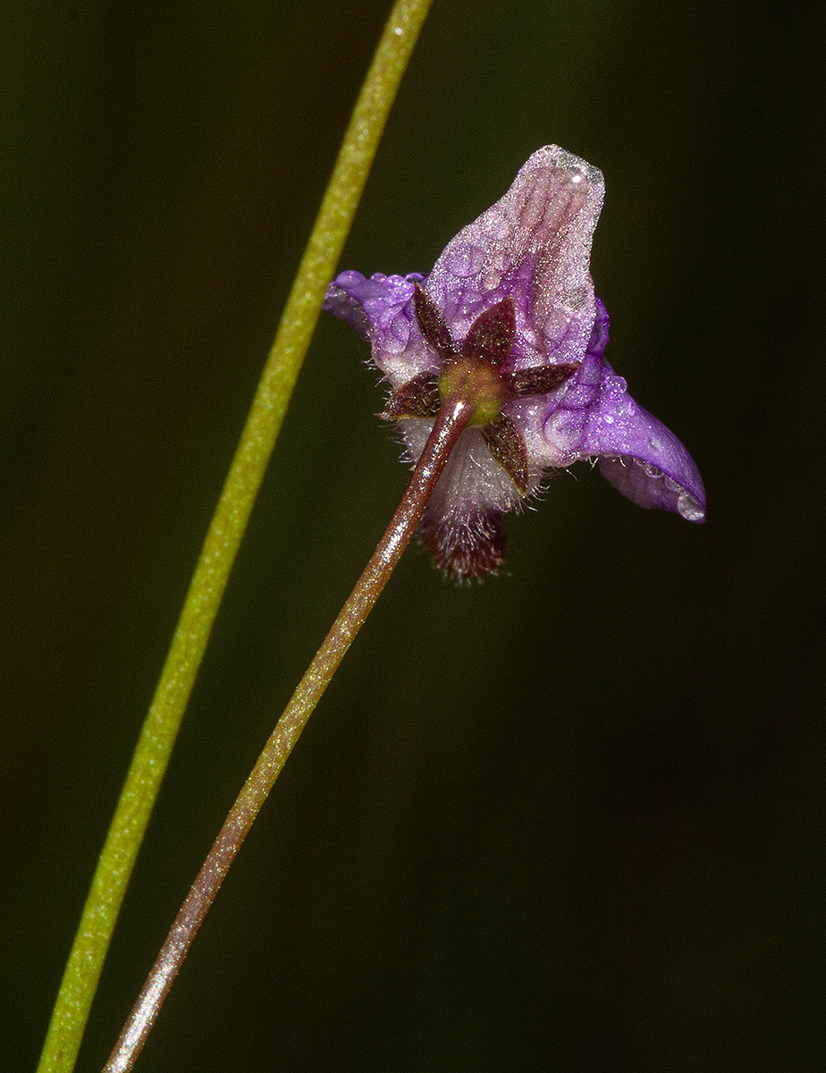 Genlisea hispidula