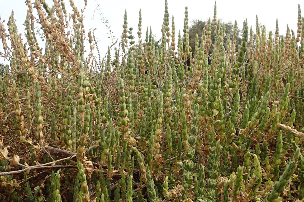 Hygrophila spiciformis