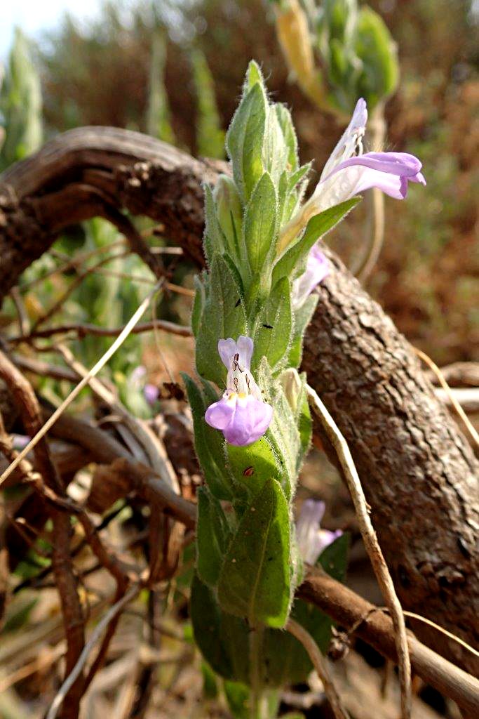 Hygrophila spiciformis