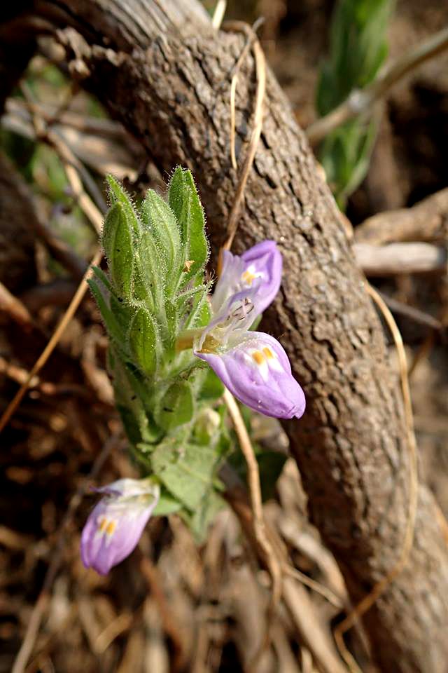 Hygrophila spiciformis