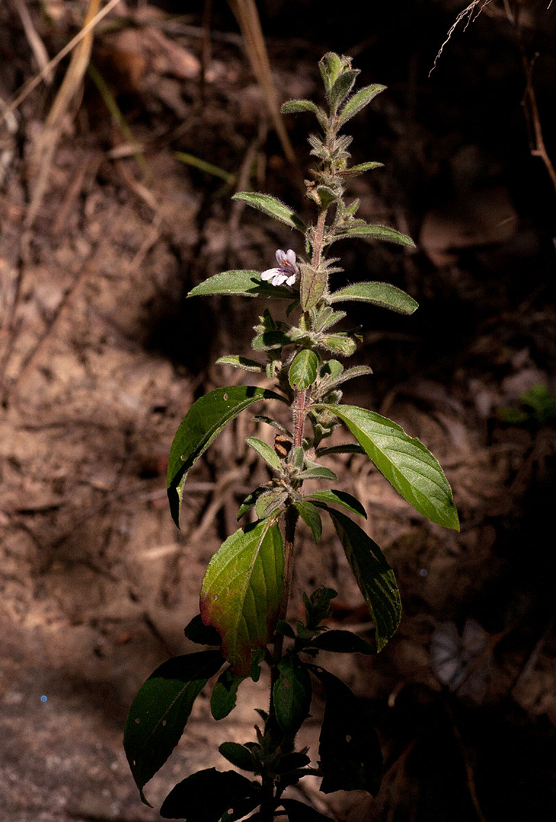 Dyschoriste trichocalyx subsp. verticillaris