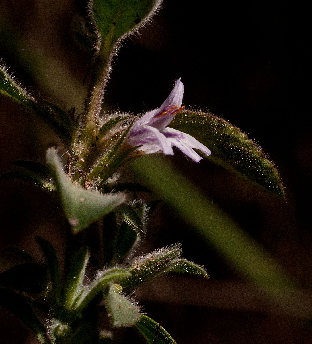 Dyschoriste trichocalyx subsp. verticillaris