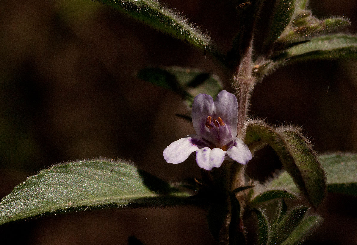 Dyschoriste trichocalyx subsp. verticillaris