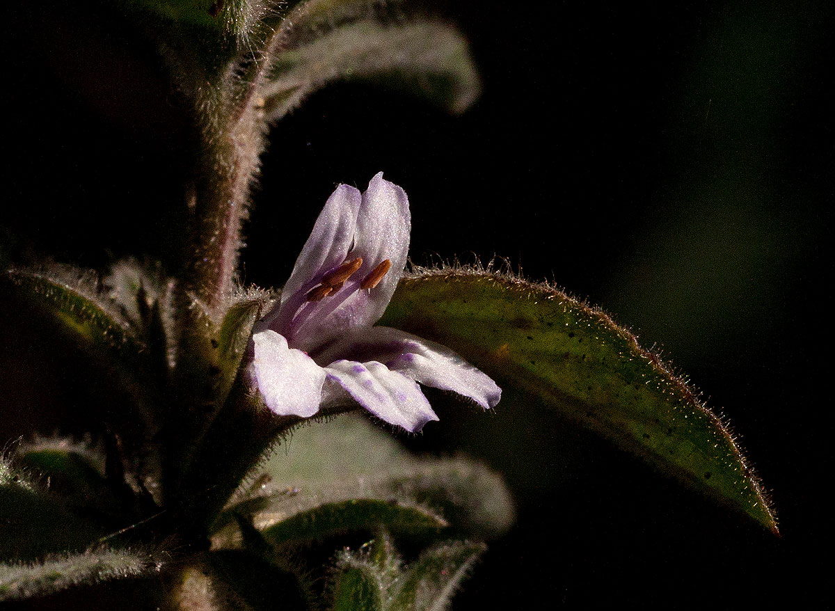 Dyschoriste trichocalyx subsp. verticillaris