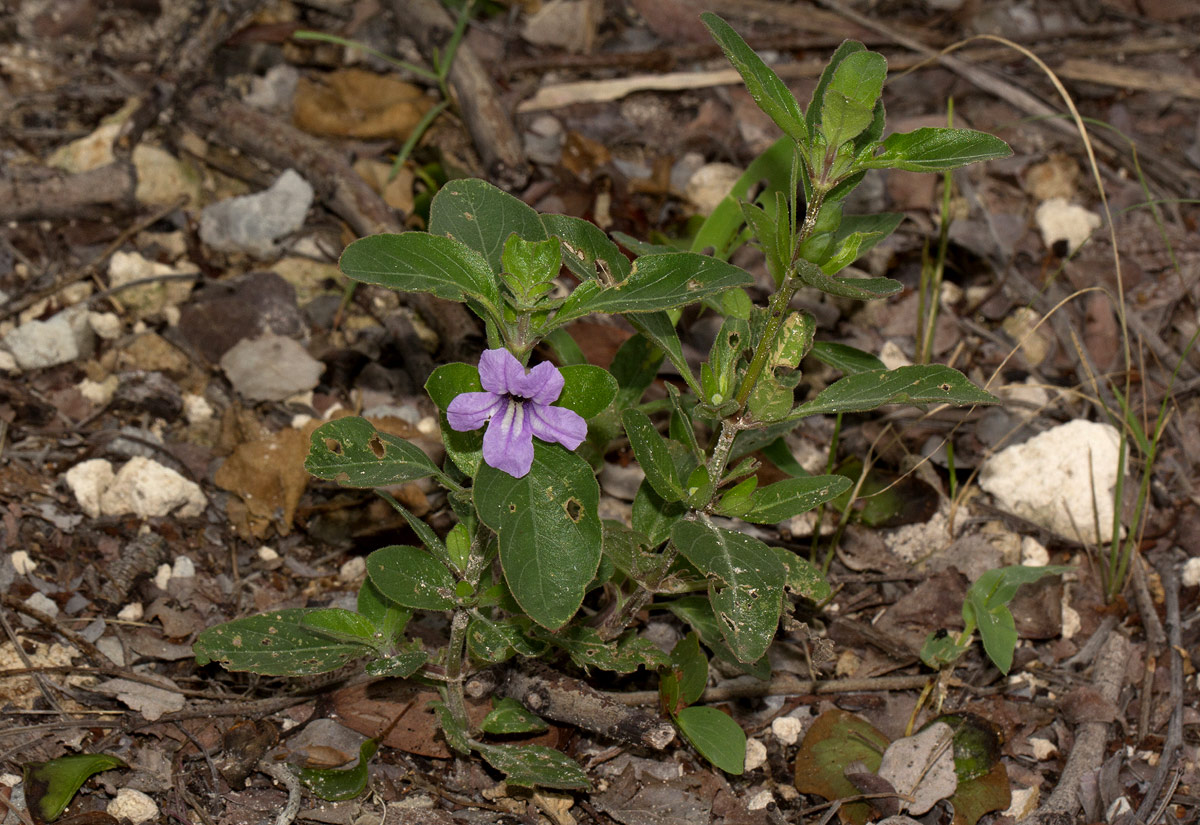 Ruellia patula