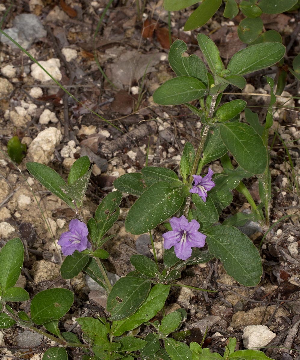 Ruellia patula