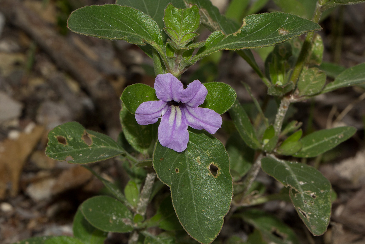 Ruellia patula