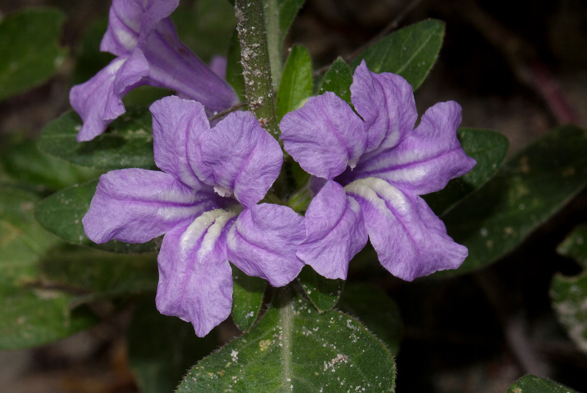 Ruellia patula