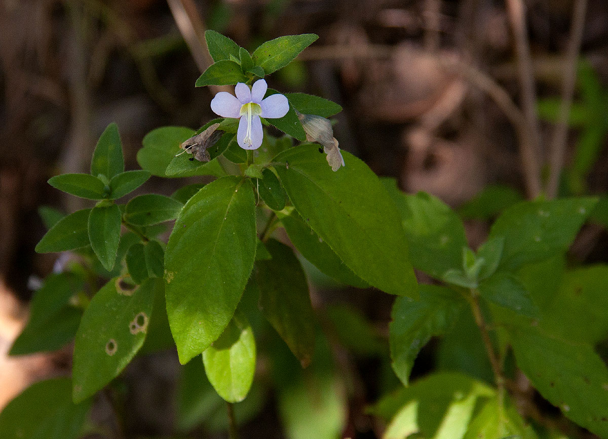 Barleria ventricosa