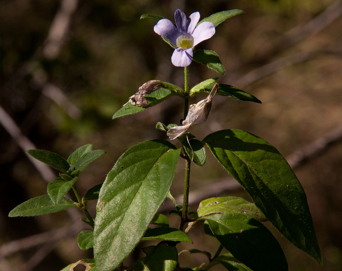 Barleria ventricosa