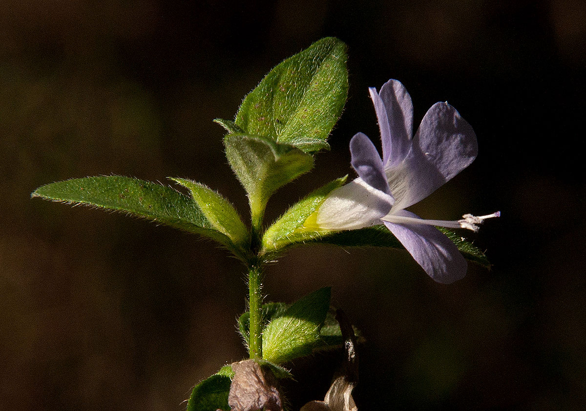 Barleria ventricosa