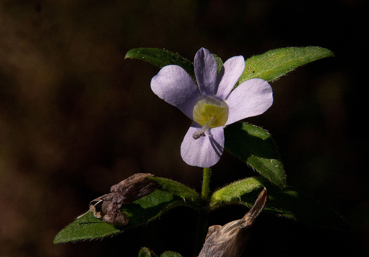 Barleria ventricosa