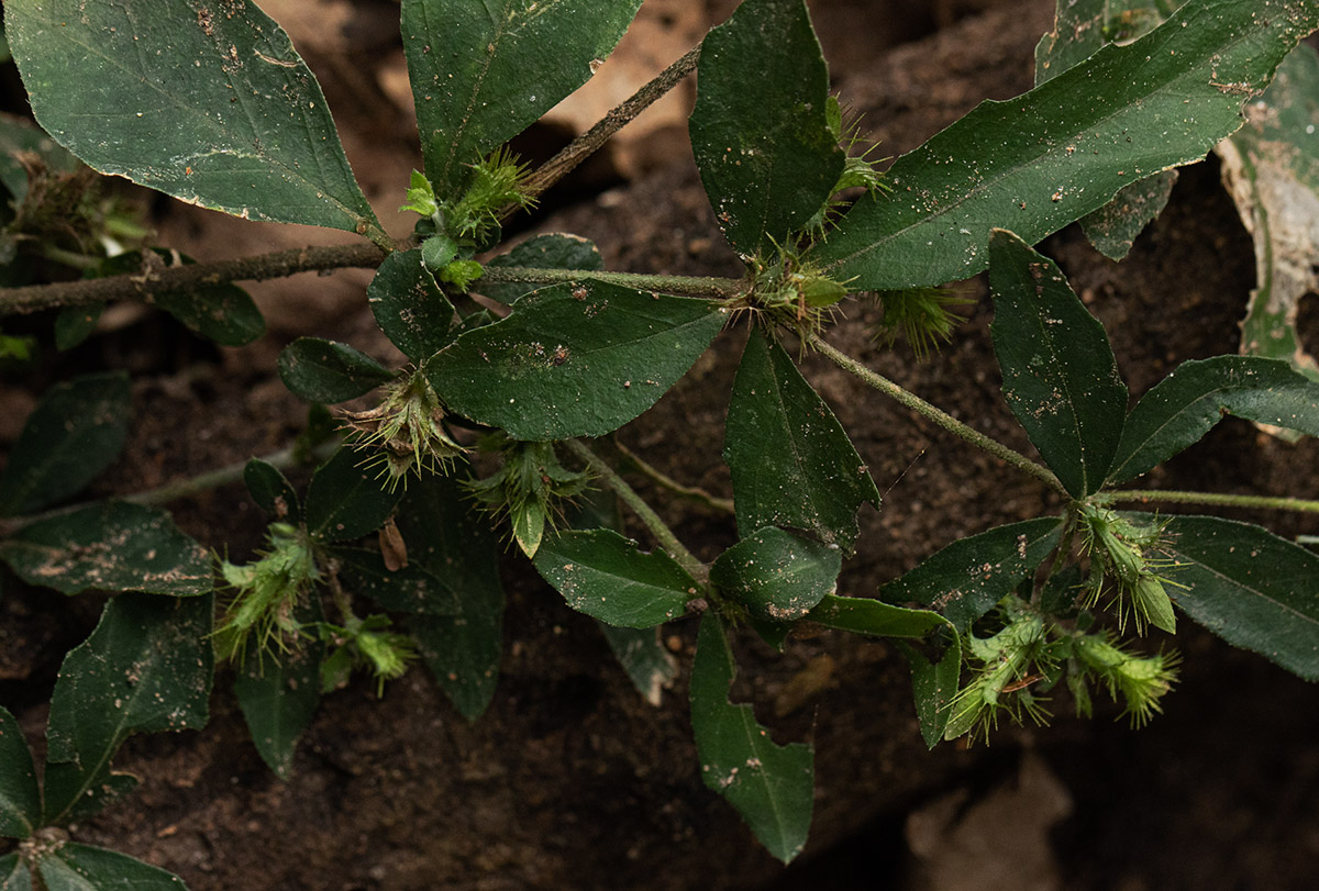 Blepharis maderaspatensis