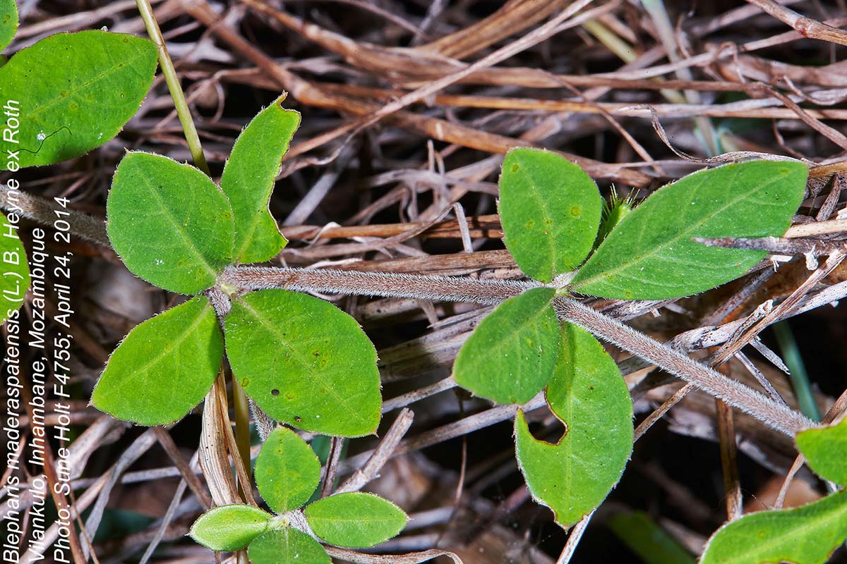 Blepharis maderaspatensis