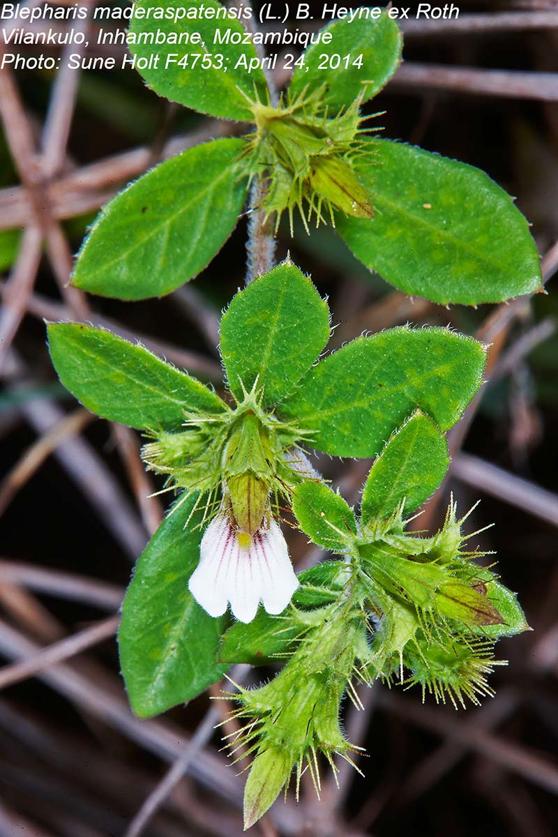 Blepharis maderaspatensis