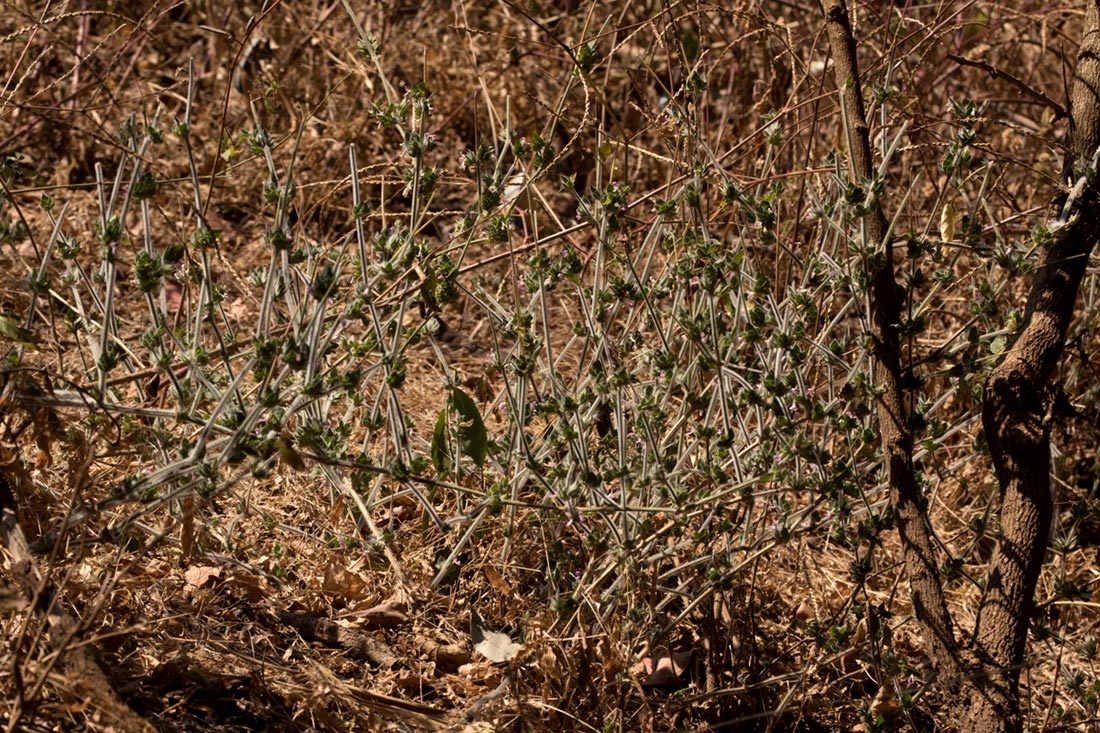 Dicliptera heterostegia