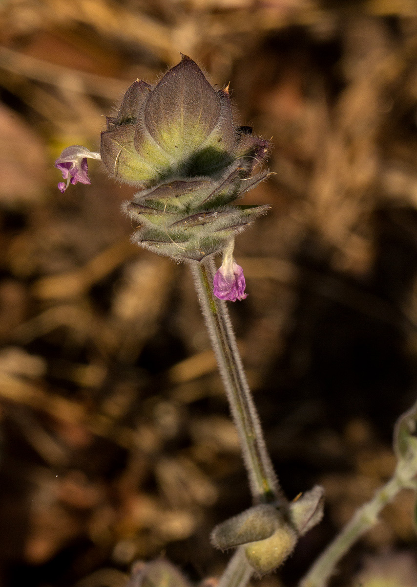 Dicliptera heterostegia