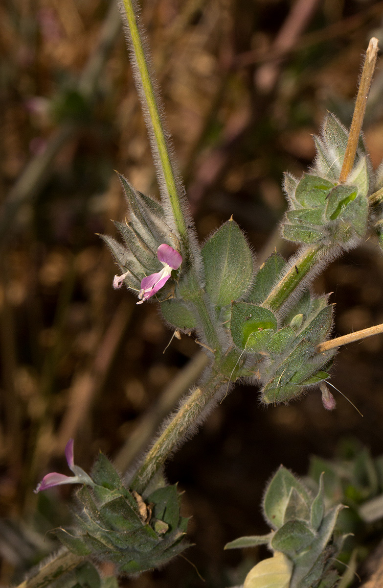 Dicliptera heterostegia