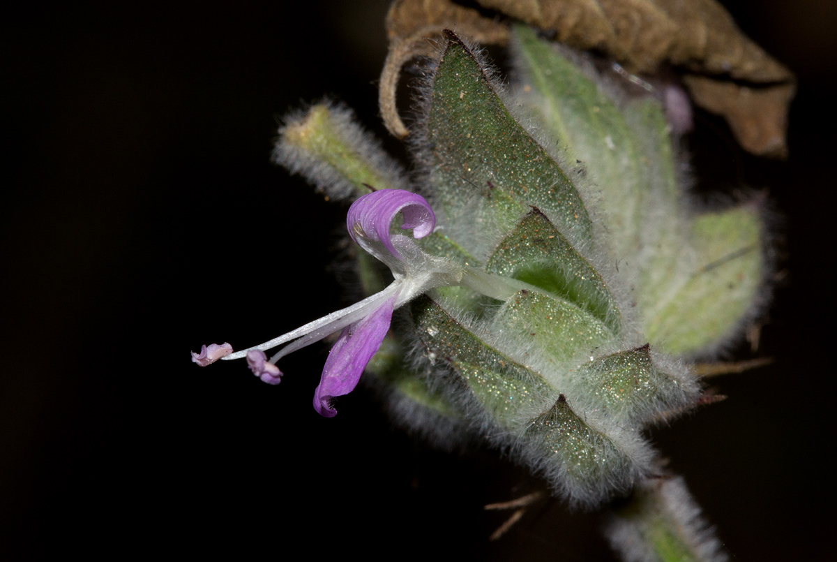 Dicliptera heterostegia