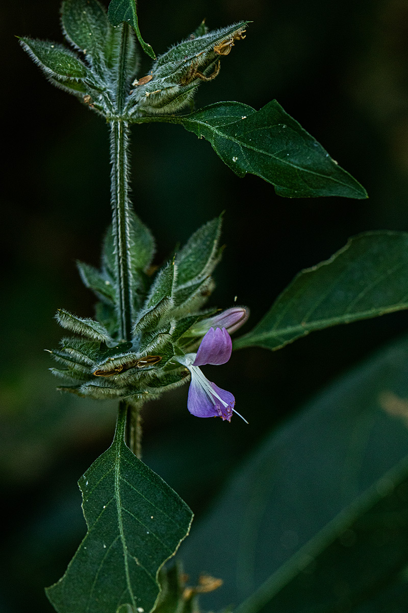 Dicliptera heterostegia