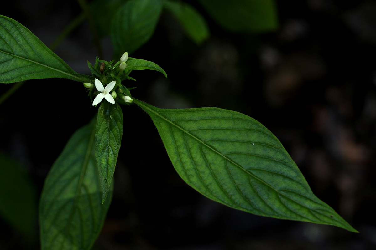 Pentas micrantha subsp. wyliei