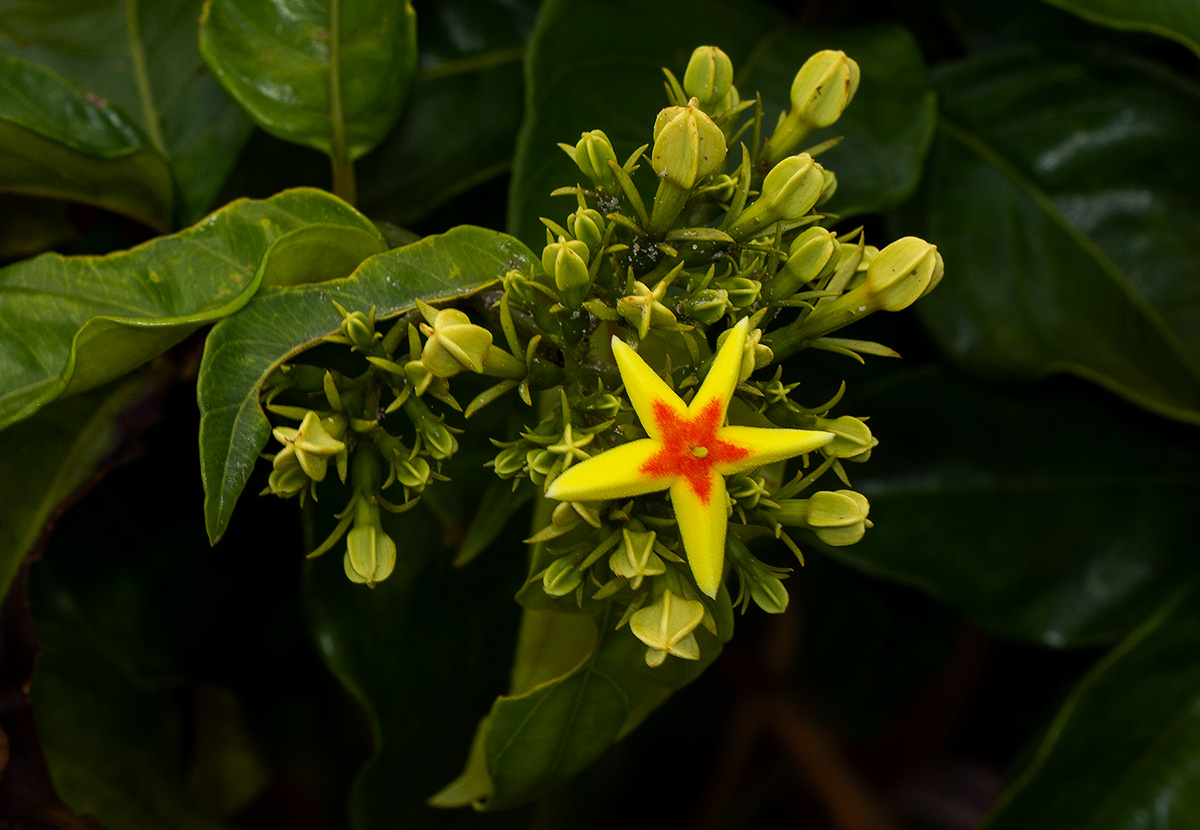 Mussaenda arcuata