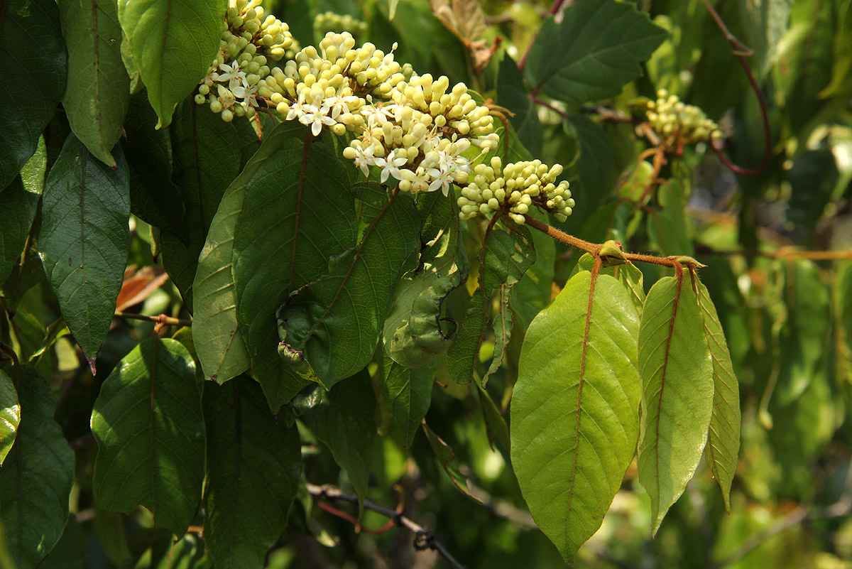 Keetia gueinzii